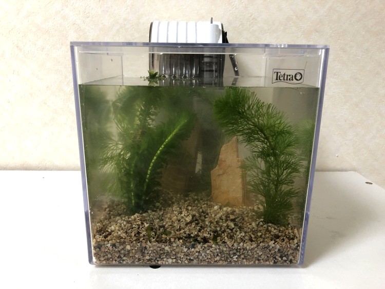 水草を植えて水を入れたけれど「コレジャナイ感」が……