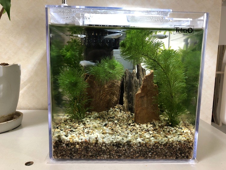 底砂を買い足し、水草を植え替えてメダカを迎えました！