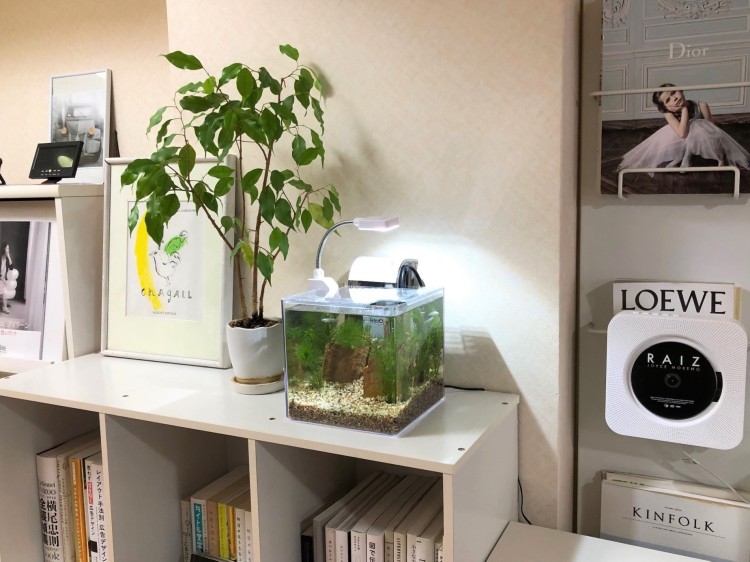 仕事場と化したリビングダイニングの一角を、癒しのコーナーに。水槽の下にはシートを敷きました