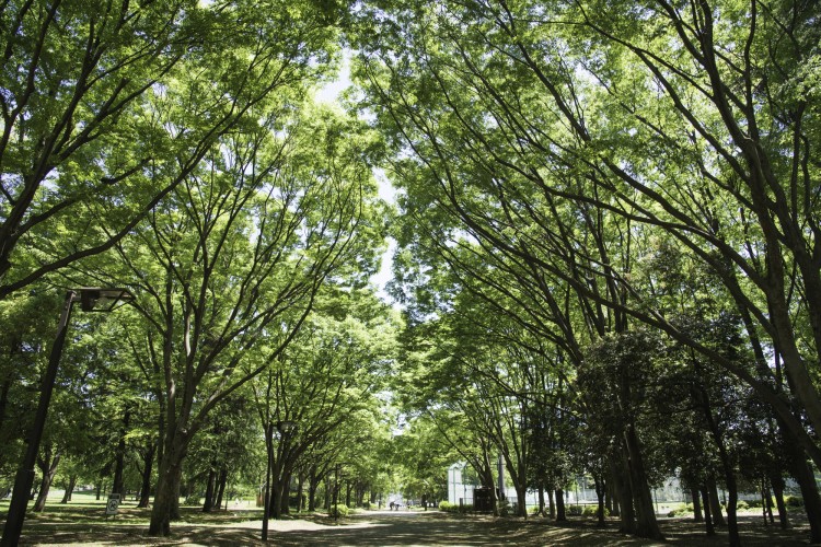 砧公園の風景