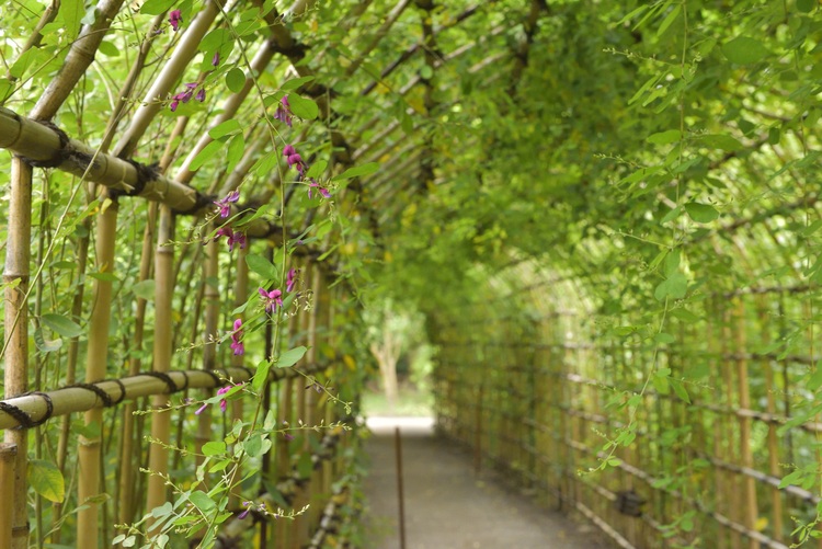 向島百花園
© （公財）東京観光財団