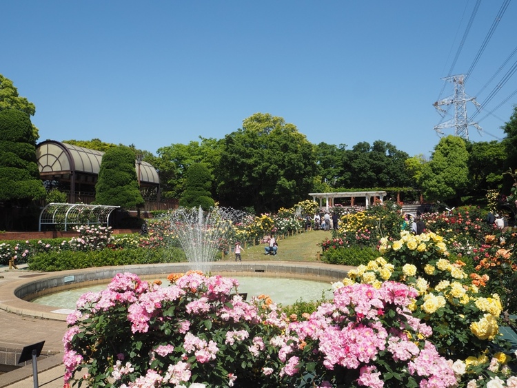 バラの季節は公園内がひときわ華やかに