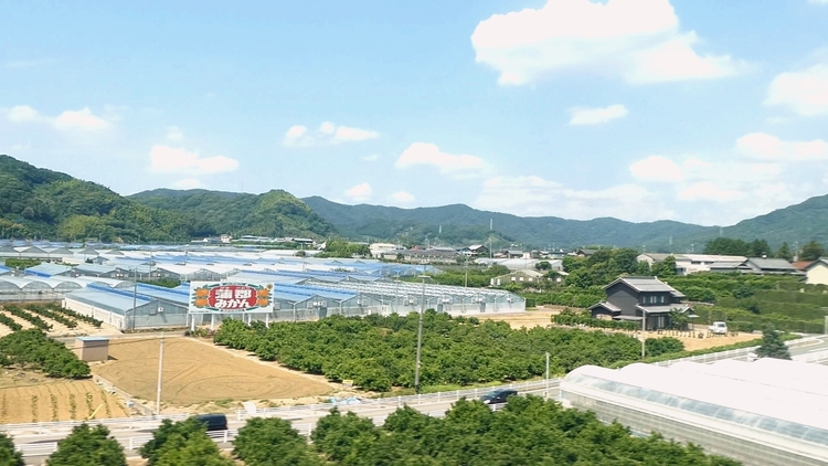 みかん農園