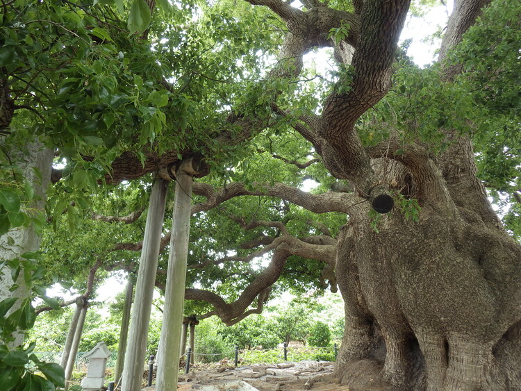 樹齢約1000年の歴史に圧倒される
写真提供：蒲郡市博物館
