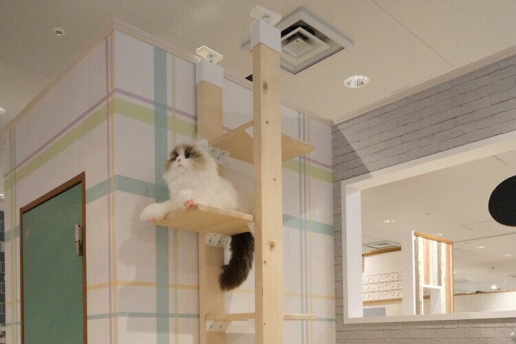 愛猫もよろこぶキャットタワーもラブリコで実現