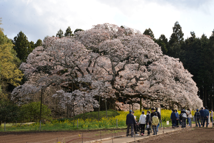 満開の吉高の大桜