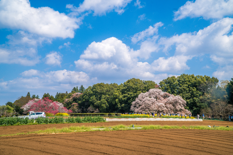 桜と菜の花のコラボレーション