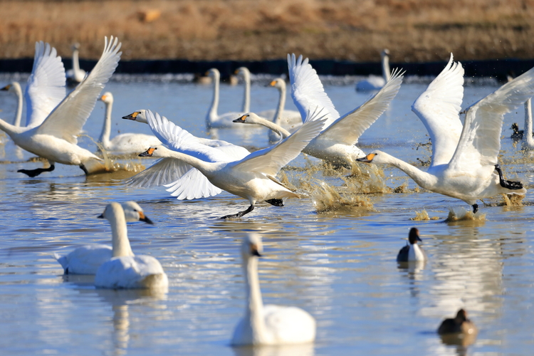 毎年たくさんの白鳥が訪れる