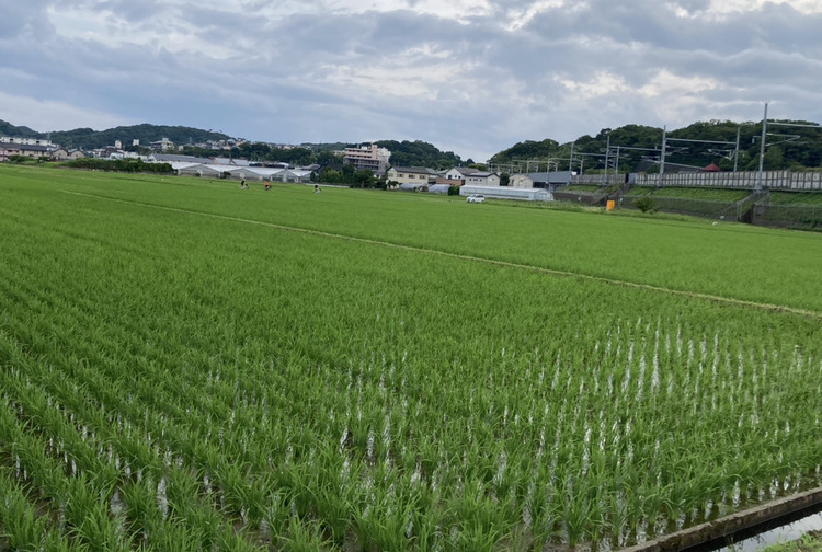 平塚市根坂間　歩くだけで気持ちが安らぐ畦道