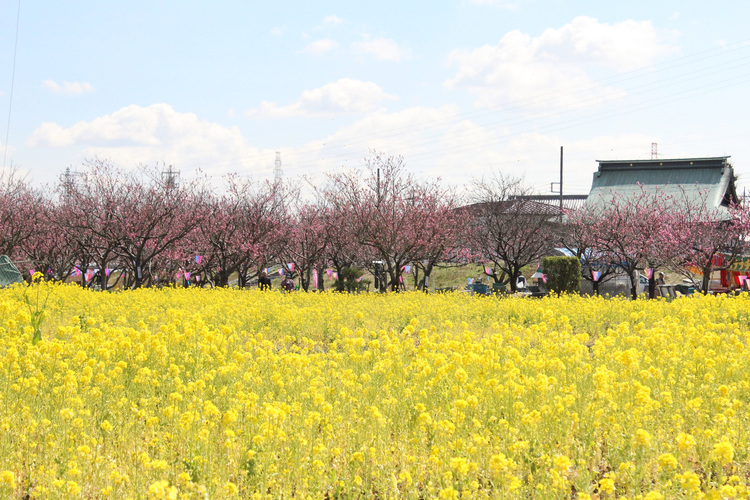 3月上旬には花桃と菜の花が咲き誇る
