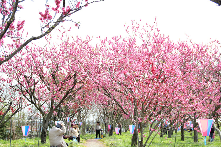 花桃まつり