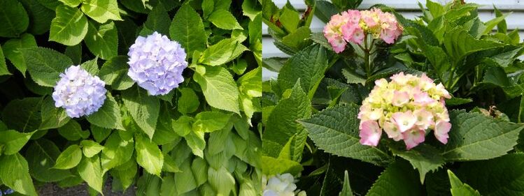 神社にのんびり向かう途中、道端に咲いているきれいなアジサイを撮影