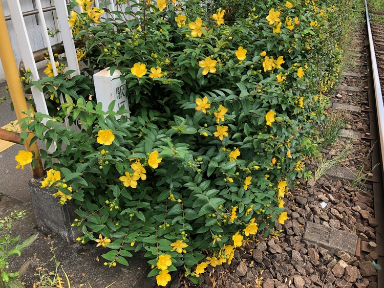 心を和ませてくれる、線路沿いに咲いた鮮やかな花