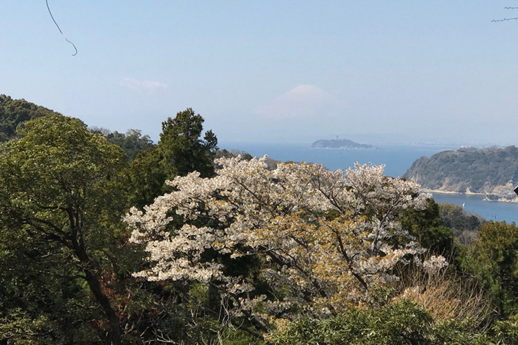 ▲長柄桜山古墳群からの眺め（提供：逗子市）