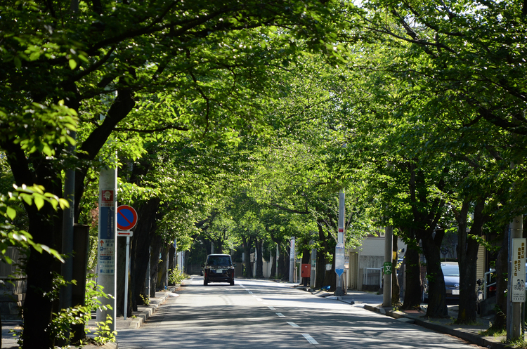 あざみ野の桜並木
