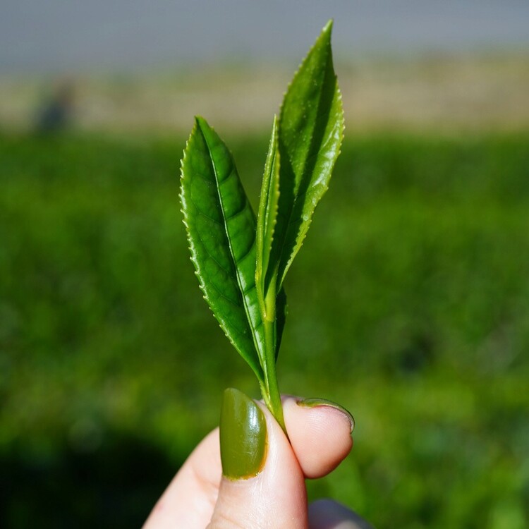 撮影の際にも、抹茶色が美しく見えるようにアングルや被写体にもこだわって