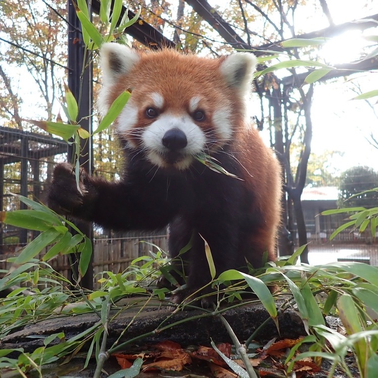 夢見ヶ崎動物公園のシセンレッサーパンダ