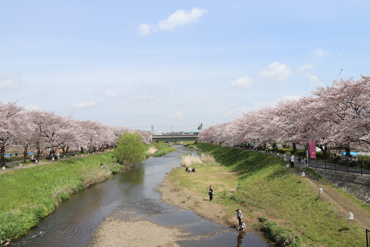 黒目川
写真提供：朝霞市