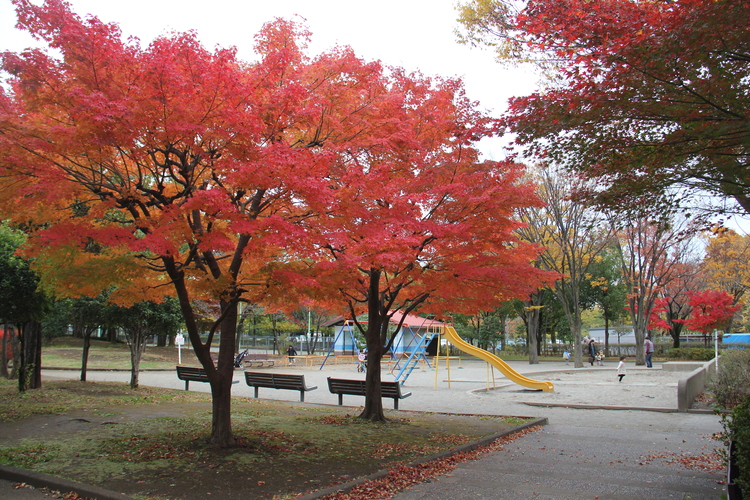 青葉台公園
写真提供：朝霞市