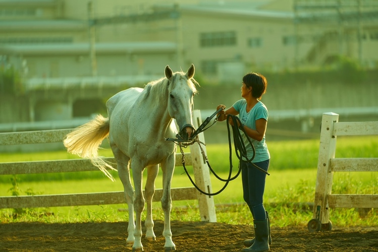 体験乗馬や引き馬などのメニューがある