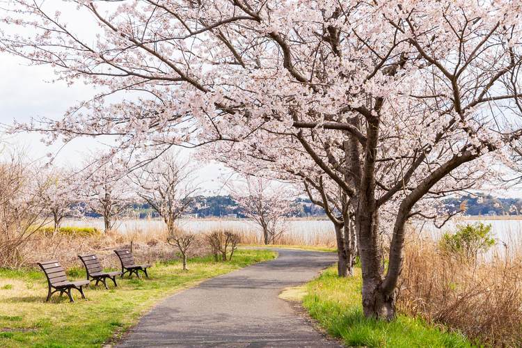 手賀沼遊歩道の桜
写真提供：我孫子市
