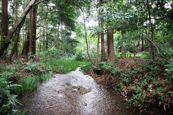高低差約7mの緩斜面地が広がる保全地域