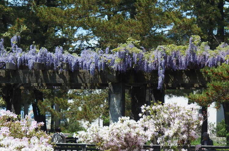 桜の名所としても知られる