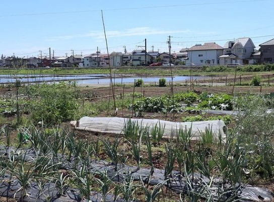畑を持って8か月目の様子。くわも握ったことがなかったものの、見よう見まねで奮闘した結果が少しずつ実を結んだ
