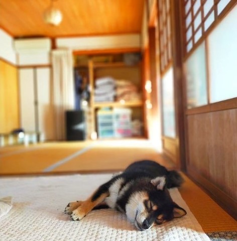 家でゆっくり過ごす定休日。看板犬マメも一緒にお昼寝