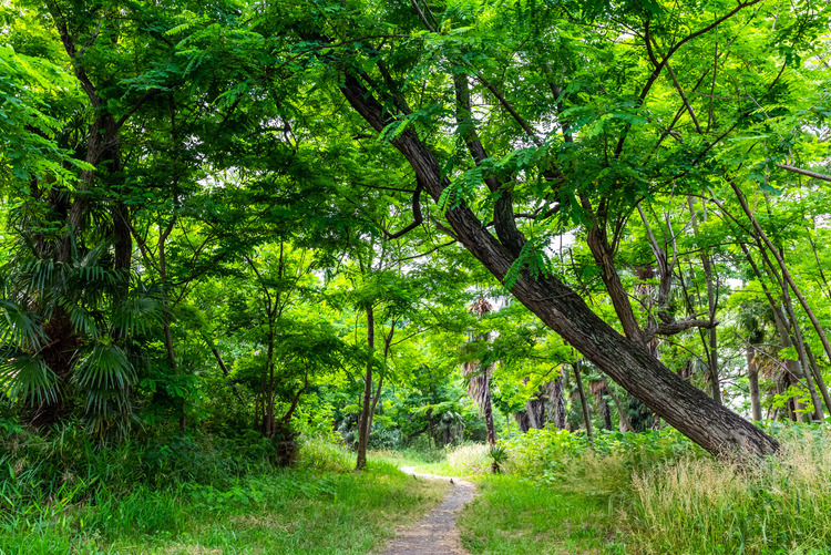押立アカシア林散策緑地
写真提供：佐藤芳孝