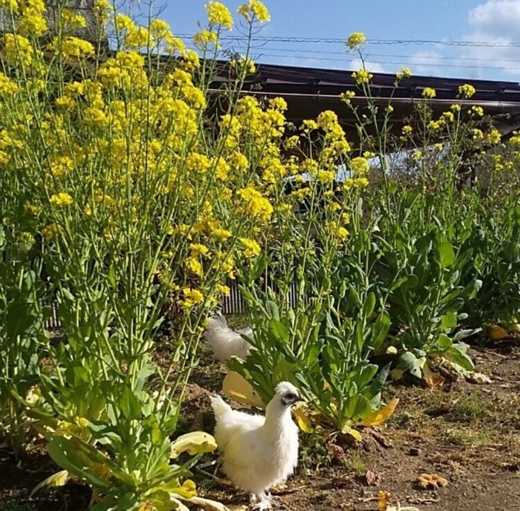 いすみ鉄道の沿線同様、トコさんの自宅のまわりにも菜の花がたくさん