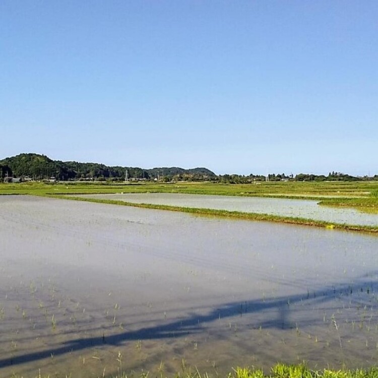 トコさんの住まいの近所にある酒蔵所有の酒米田んぼ。田植えなどの手伝いに行くことも