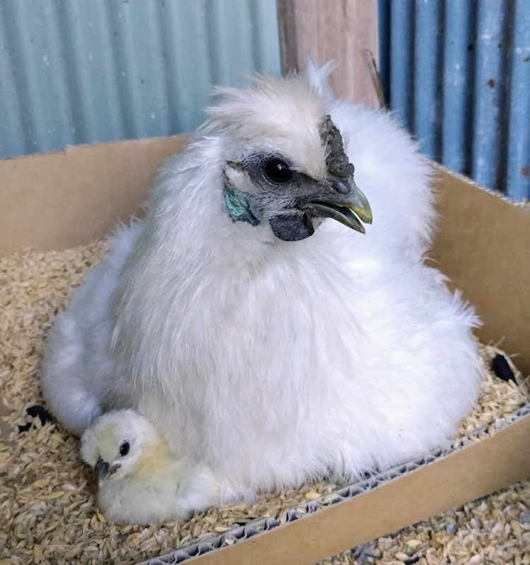 自宅に帰って来ると、迎えてくれるのは、2022年9月から飼っている烏骨鶏ファミリー