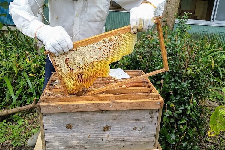 「巣枠式」と呼ばれる巣箱から、巣板1枚分だけハチミツをゲット