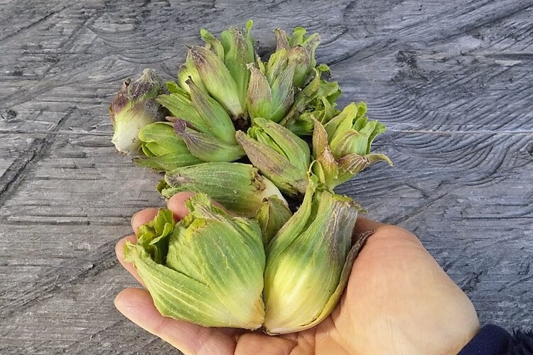 出来のいい野菜が取れると、直売所に持っていくことも