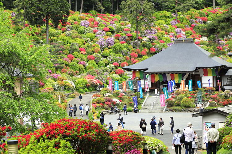 塩船観音寺のツツジ
写真提供：青梅市観光協会