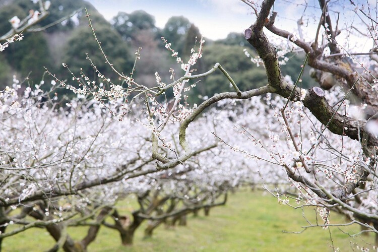 四季折々の風景が見られる寿長生の郷
画像提供：株式会社 叶 匠寿庵