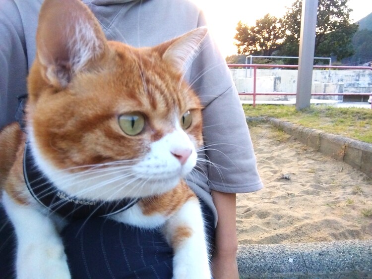 散歩をするのと触られるのが好きという、どちらかといえば犬に近い性格
