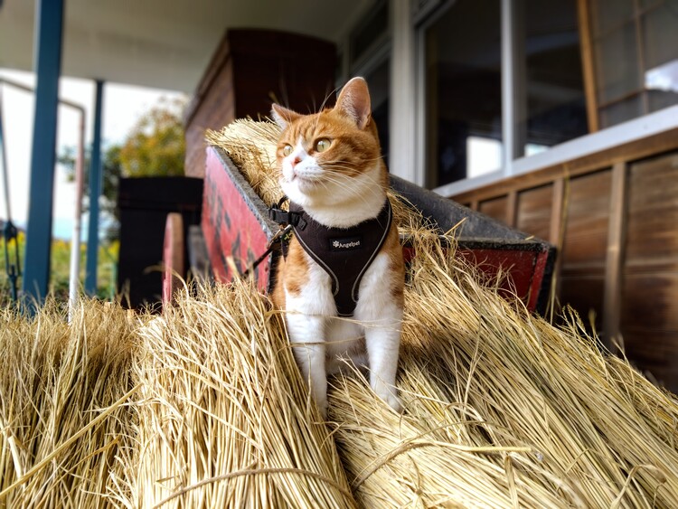 どこにでも登りたがるチムチム