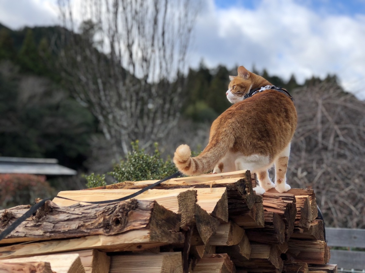 【私の移住ストーリー】～退職を機に愛知県・東栄町へ移住し、保護猫と暮らしを楽しむ～やまださんのケース
