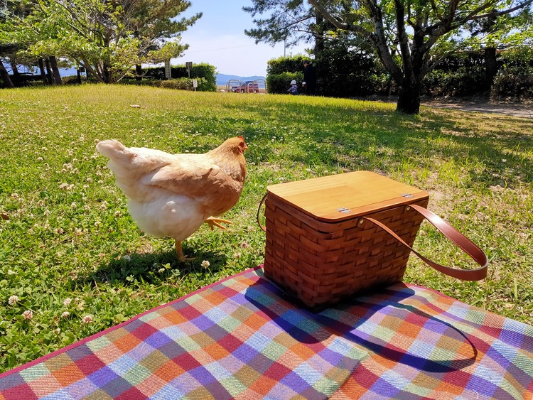 卵からかえって1歳4か月になったにわとりたちも、ピクニックに同行