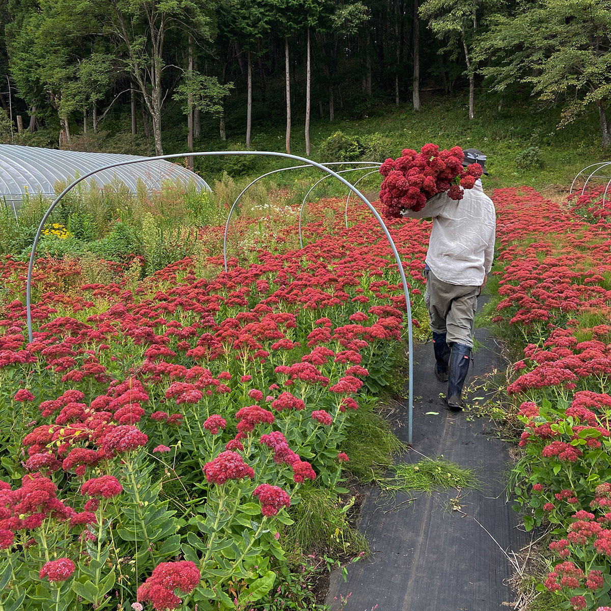 【私の移住ストーリー】～自分の人生を生きるために群馬県中之条町へ移住、花き農家として新規就農～中島正篤さん＆桜さんのケース