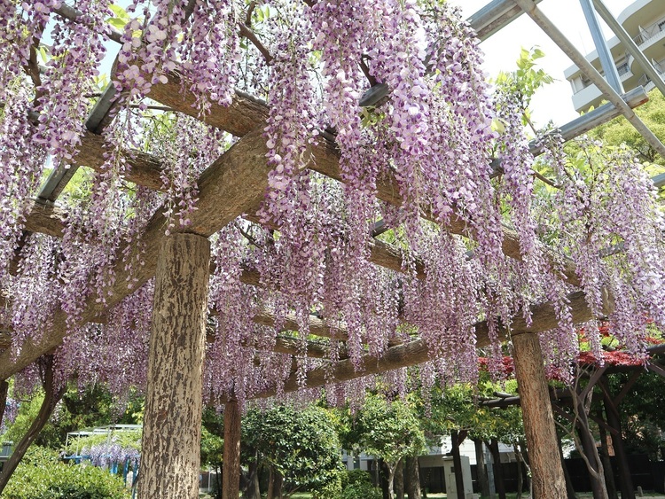 下福島公園の野田藤（のだふじ）