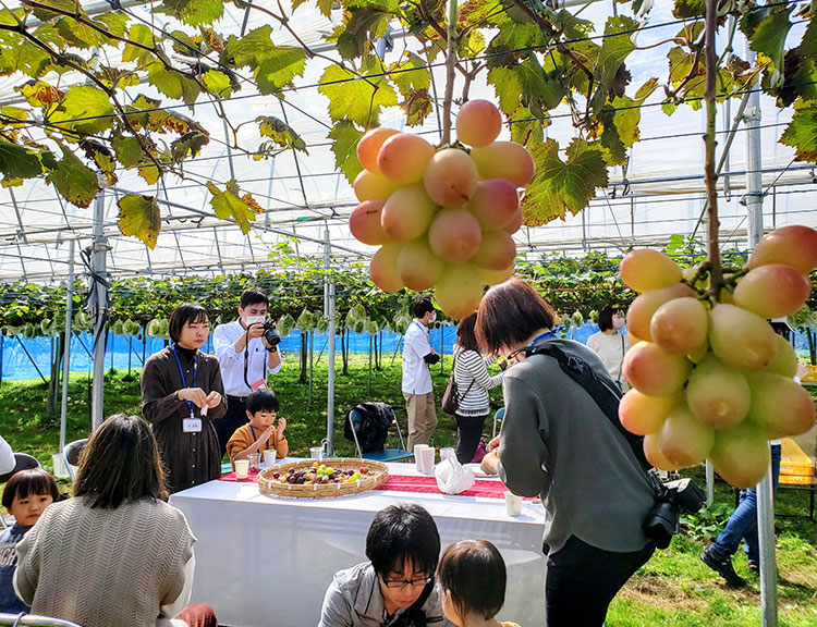 移住者交流会の一つには、こんなぶどう狩りやワインの試飲会などのラインアップも