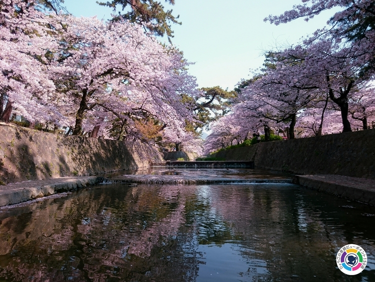 夙川公園の桜