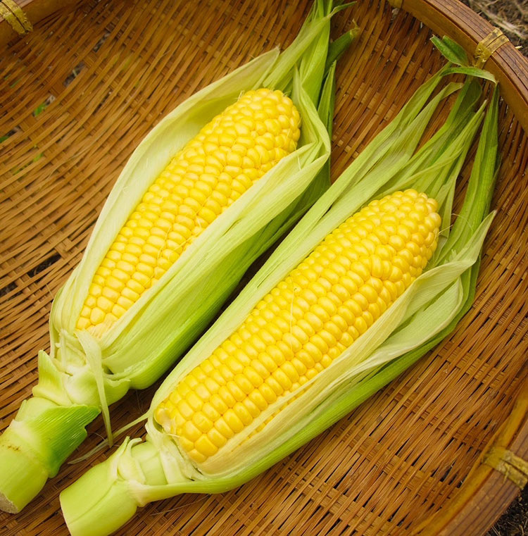 年間を通してさまざまな農産物が採れ、新鮮な野菜や果物を身近で入手できる
画像提供：あきる野市移住定住担当