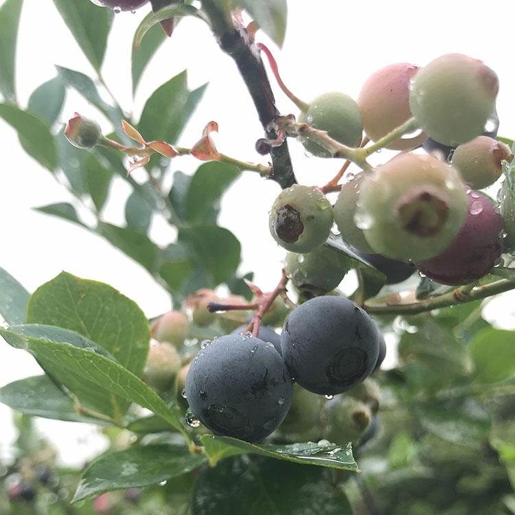 坂井市の魅力の一つは、お菓子づくりに欠かせない果物が豊富なところ