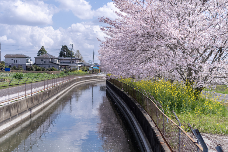 見沼代用水の桜