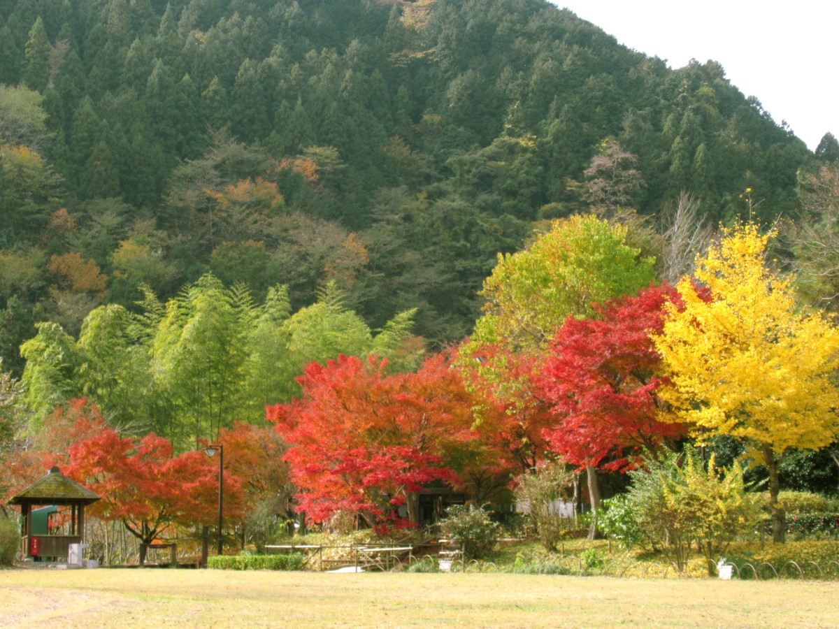 ▲秋になれば赤や黄に色づく