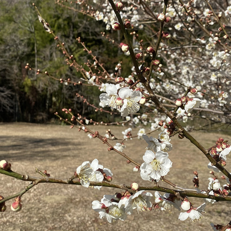 春を告げる梅や桜の名所が点在しているのも、この町の魅力の一つ